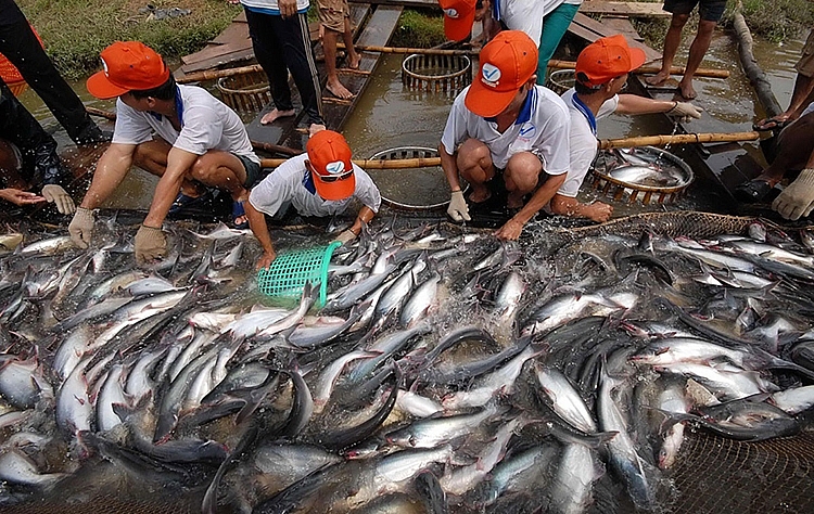 Plus de 149 millions de dollars pour le développement durable de l’aquaculture dans le delta du Mékong